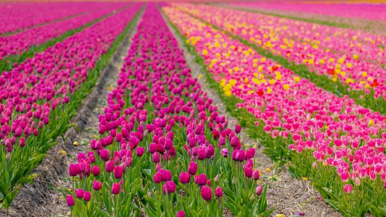 tulipe vaucluse